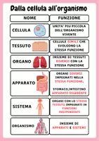 anteprima - Materiale di supporto/inclusione - Il corpo umano: Dalla cellula all'organismo - Pagina di copertina