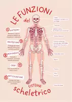 anteprima - Materiale di supporto/inclusione - Il corpo umano: L' apparato scheletrico - Pagina di copertina