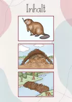 Vorschau - Präsentationen/Tafelbilder - Tafelbild: Warum fällt der Biber Bäume? - Seite 3
