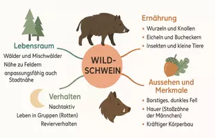 Vorschau - Arbeitsblätter - Arbeitsblatt "Wildschwein" + Onlineübung & MP3 + Mindmap + Infografik - Seite 3