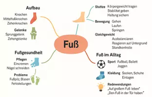 Vorschau - Arbeitsblätter - Arbeitsblatt zum Thema "Fuß" + Onlineübung & MP3 + Mindmap + Infografik - Seite 2
