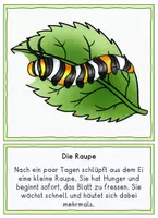 Vorschau - Arbeitsblätter - Der Monarchfalter, Lebenszyklus Tafelmaterial, Arbeitsblatt und Fragen, Klasse 2, 3, 4 - Seite 3