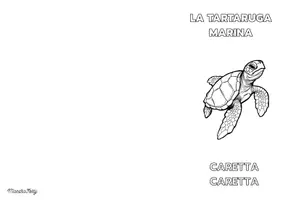 anteprima - Esercizi - Conoscere le tartarughe marine - Pagina 1