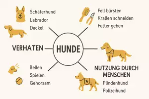 Vorschau - Arbeitsblätter - Arbeitsblatt "Hunde" + Onlineübung & MP3 + Mindmap + Infografik - Seite 3