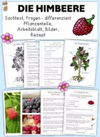 Vorschau - Stundenentwürfe - Die Himbeere - differenzierter Sachtext, Fragen, Rezept und mehr, Klasse 2, 3, 4 - Deckblatt
