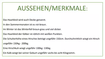 Vorschau - Präsentationen/Tafelbilder - Karteikarten & Präsentation zum Thema Hirsch - Seite 1