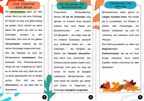 Vorschau - Arbeitsblätter - Die Blindschleiche- Ein Informationsflyer | Unterrichtsreihe "Wirbeltiere", Biologie 5./6. Klasse - Seite 3