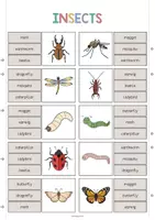 Vorschau - Stationenlernen - Insects: Clip Cards / Klammerkarten (Englisch) - Seite 3