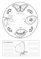 Vorschau - Anderer Materialtyp - Schmetterling Lapbook (in Farbe und s/w) - Seite 3