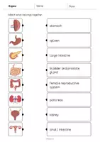 Vorschau - Arbeitsblätter - Organs: Draw the lines 2 (Englisch) - Seite 3