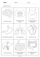 Vorschau - Arbeitsblätter - Organs: Read and Color 2 (Englisch) - Seite 2