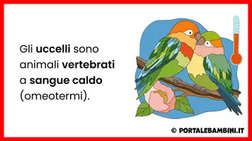 anteprima - Presentazioni / Lavagne - Gli uccelli - Unità didattica - Pagina 2