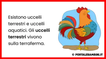 anteprima - Presentazioni / Lavagne - Gli uccelli - Unità didattica - Pagina 3