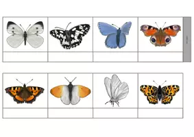 Vorschau - Anderer Materialtyp - Schmetterlinge Leporello (vierfachdifferenziert) - Seite 3