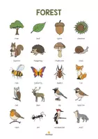 Vorschau - Poster - Forest: Vocabulary Poster (Englisch) - Seite 2