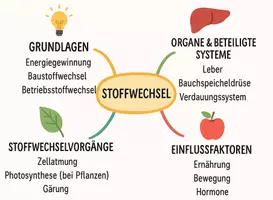 Vorschau - Arbeitsblätter - Arbeitsblätter zum Thema "Stoffwechsel" + Lösung & MP3 + Mindmap + Infografik - Seite 2