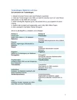 Vorschau - Arbeitsblätter - Bakterien und Viren - Tandembogen - Seite 2