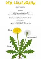 Vorschau - Unterrichtsreihen - Der Löwenzahn - Kreatives Lernmaterial 6 Seiten Paket - Seite 2