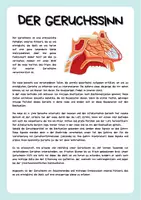 Vorschau - Arbeitsblätter - Die Nase - Sinnesorgan - Kompakt - Aufbau und Funktionsweise + Experimente - Seite 2