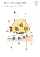 Vorschau - Arbeitsblätter - Neuromuskuläre Synapse Aufbau Abläufe Motorische Endplatte Neurobiologie - Seite 2
