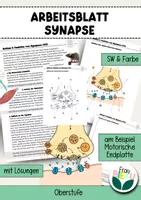 Vorschau - Arbeitsblätter - Neuromuskuläre Synapse Aufbau Abläufe Motorische Endplatte Neurobiologie - Deckblatt