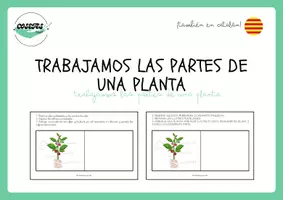Vista previa - Hojas de trabajo - TRABAJAMOS LAS PARTES DE UNA PLANTA - página 1