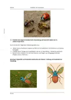 Vorschau - Arbeitsblätter - Insekten als Inspiration_Klasse7 - Deckblatt