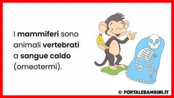 anteprima - Presentazioni / Lavagne - I mammiferi - Unità didattica - Pagina 2