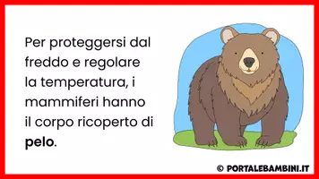 anteprima - Presentazioni / Lavagne - I mammiferi - Unità didattica - Pagina 3