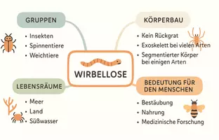 Vorschau - Arbeitsblätter - Arbeitsblatt "Die faszinierende Welt der Wirbellosen" + interaktive Lösung & MP3 + Mindmap + Infografik - Seite 3