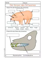 Vorschau - Arbeitsblätter - Differenzierte Lerntheke/ Arbeitsblätter - Schwein - Seite 3