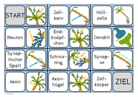 Vorschau - Spiele - Gehirn und Nervenzelle - Dominos - Seite 3