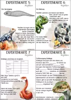 Vorschau - Unterrichtsreihen - Expertenkarten Reptilien und ihre Merkmale mit Lösungskarten und Kontrollbogen - Seite 3