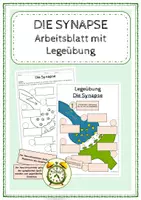 Vorschau - Arbeitsblätter - Die Synapse - Arbeitsblatt (mit Legeübung) - Deckblatt