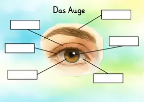 Vorschau - Arbeitsblätter - Bestandteile des Auges - Tafelmaterial und Arbeitsblatt - Seite 2