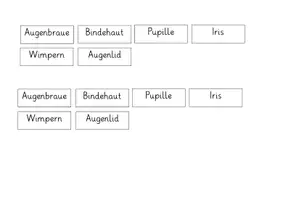 Vorschau - Arbeitsblätter - Bestandteile des Auges - Tafelmaterial und Arbeitsblatt - Seite 3