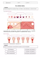 Vorschau - Arbeitsblätter - Der weibliche Zyklus und die Menstruation – Stationsarbeit - Seite 3
