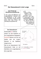 Vorschau - Stundenentwürfe - Gasaustausch 5. Klasse Biologie / Natur und Technik (Gymnasium Bayern) - Seite 1