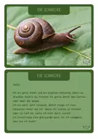 Vorschau - Bildkarten - 13 Rätselbriefe zum Raten - von den Wiesentieren - Seite 1
