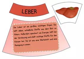 Vorschau - Präsentationen/Tafelbilder - Legekreis: Unsere Organe - Seite 3