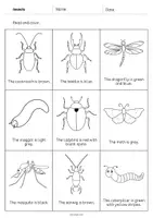 Vista previa - Hojas de trabajo - Insects / Insectos: Read and Color 2 (Hoja de trabajo de inglés) - página 3