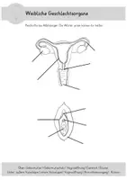 Vorschau - Arbeitsblätter - Geschlecht - Seite 3