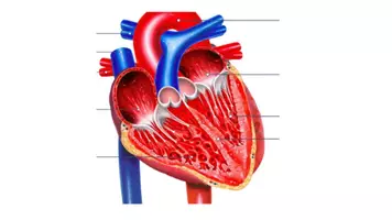 Vorschau - Stundenentwürfe - Stegreifaufgabe/Test 10. Klasse Biologie_Herz+Blutgefäße - Seite 1