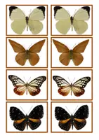 Vorschau - Unterrichtsreihen - Schmetterling - Gedächtnisspiel - Seite 3