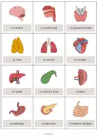 Vista previa - Manualidades / Dibujos para colorear - Organs / Órganos: Vocabulary Cards (Tarjetas de palabras) - página 2