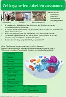 Vorschau - Stundenentwürfe - Stundenentwurf mit Quiz: Zellorganellen arbeiten zusammen- Ready to use - Seite 1