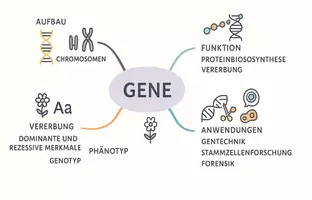 Vorschau - Arbeitsblätter - Arbeitsblatt "Gene" + Onlineübung & MP3 + Mindmap - Seite 2