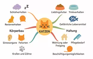 Vorschau - Arbeitsblätter - Arbeitsblatt "Katzen" + Onlineübung & MP3 + Mindmap + Infografik - Seite 3