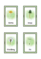 förhandsvisning - MASKROSEN FLASHCARDS - sida 1