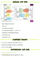 Vorschau - Merkblätter - Genetik Lernzettel - Abitur 2025 - Seite 1